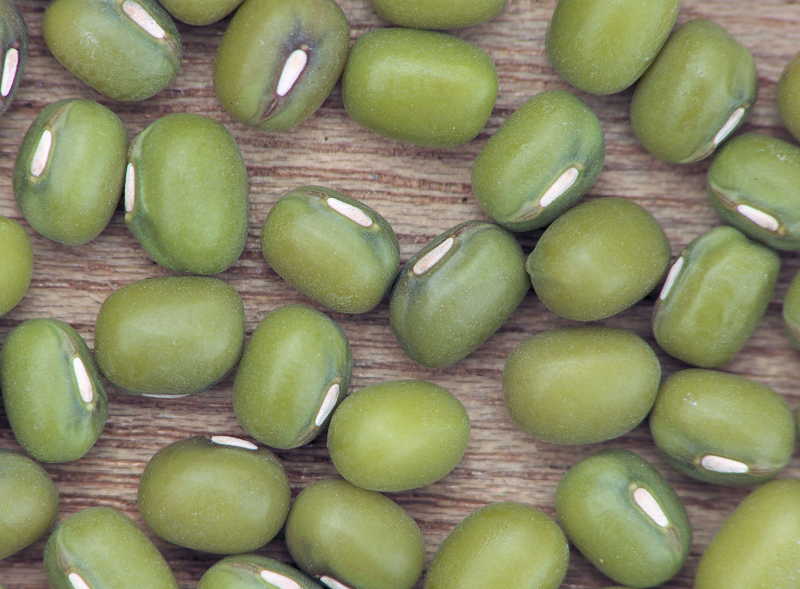 Vigna radiata